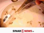SINARNEWS_20240610_221005_0000