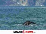 sinarnews aron lastrin advokat pengacara_20241028_214503_0000