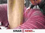 sinarnews_aron_lastrin_advokat_pengacara_nikolas_naibaho_20250218_100130_0000