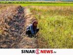 sinarnews_aron_lastrin_advokat_pengacara_nikolas_naibaho_20250224_175211_0000