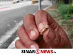 sinarnews_aron_lastrin_advokat_pengacara_nikolas_naibaho_20250422_145413_0000