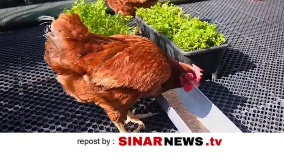 sinarnews_aron_naibaho_advokat_pengacara_sirajabatak_nikolas_sinar_naibaho__20251029_101328_0000