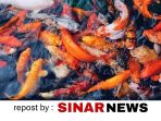sinarnews_aron_lastrin_advokat_pengacara_nikolas_naibaho_20251116_155513_0000