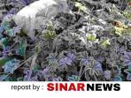 sinarnews_aron_lastrin_advokat_pengacara_nikolas_naibaho_20260714_192752_0000